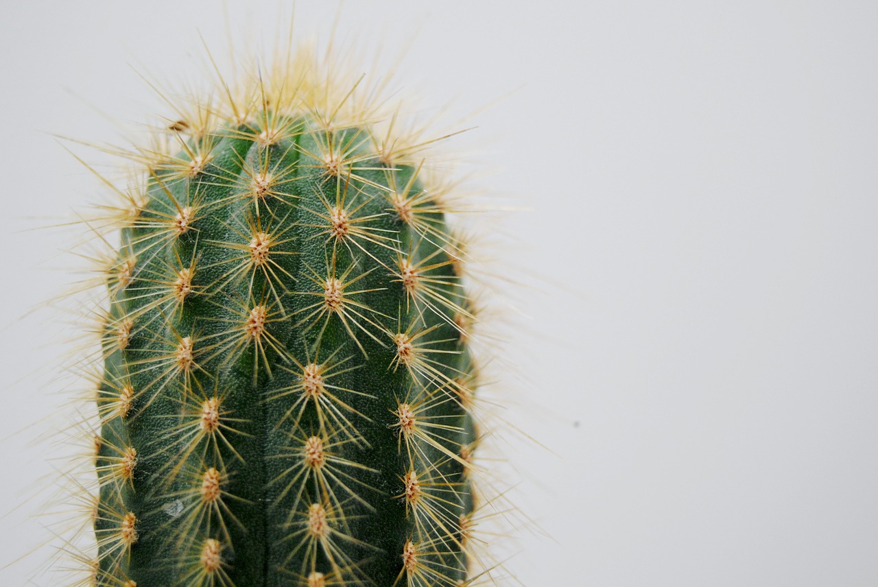 Spine Tingling: The Cactus Calls